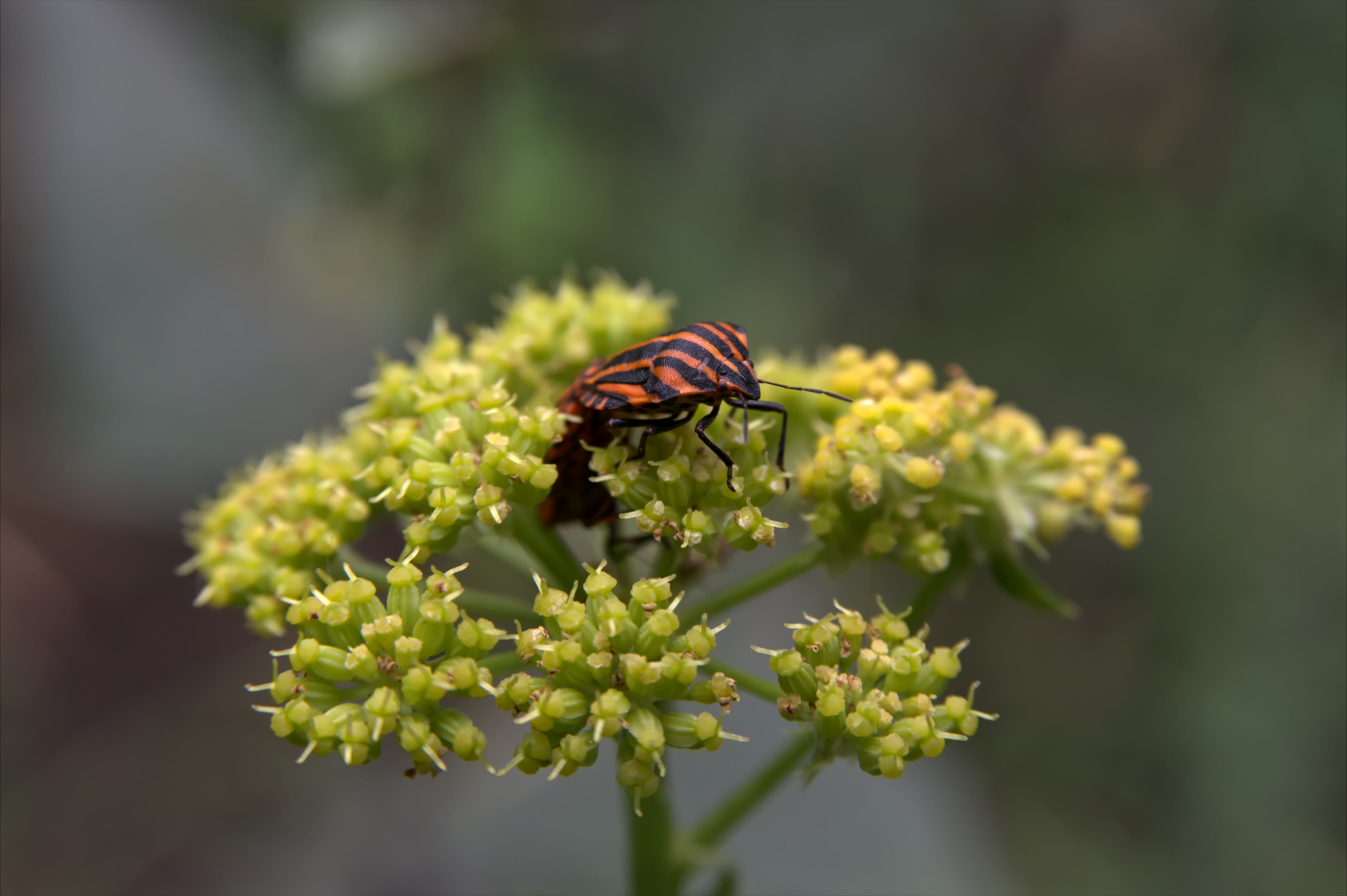 Striped Forager